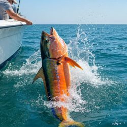 A person on a boat reels in a large, colorful fish splashing in the ocean.